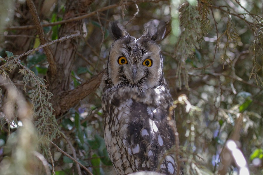 Abyssinian Owl - eBird