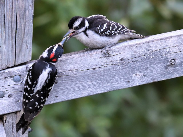 Breeding - Hairy Woodpecker - Dryobates villosus - Birds of the World