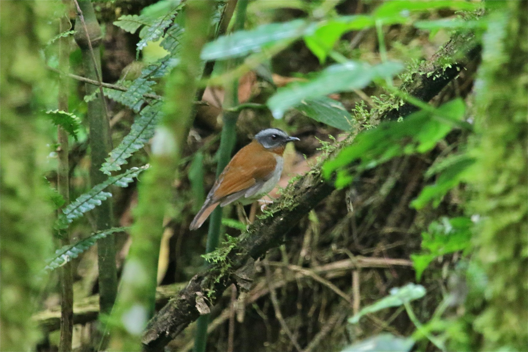 Red-throated Alethe - eBird