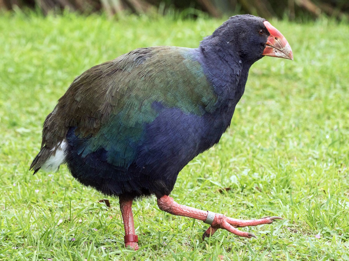 South Island Takahe - eBird