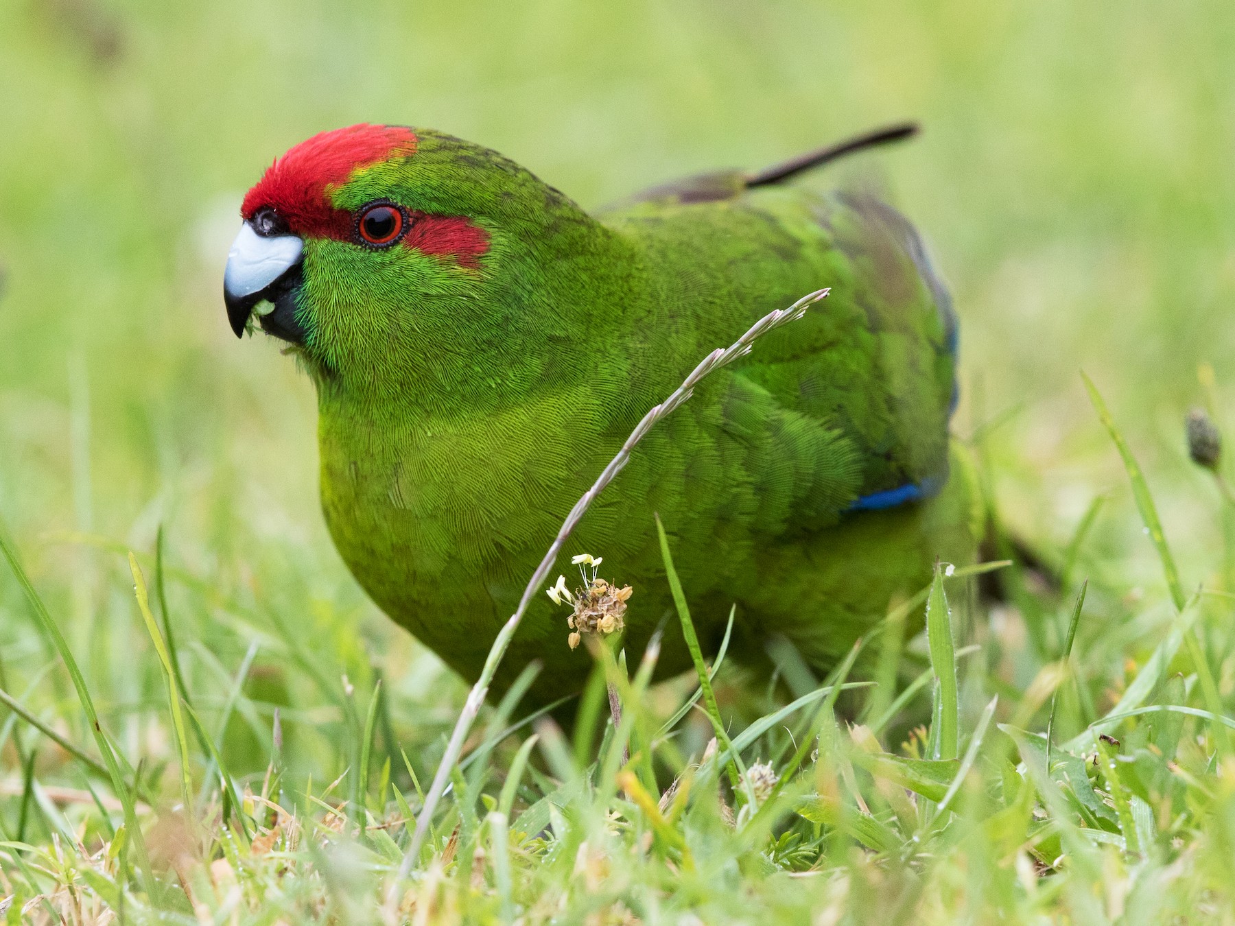 Red-crowned Parakeet - eBird