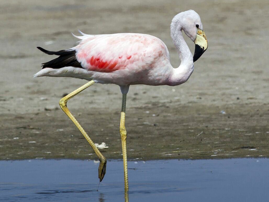 pink and white flamingo with black tail and yellow legs