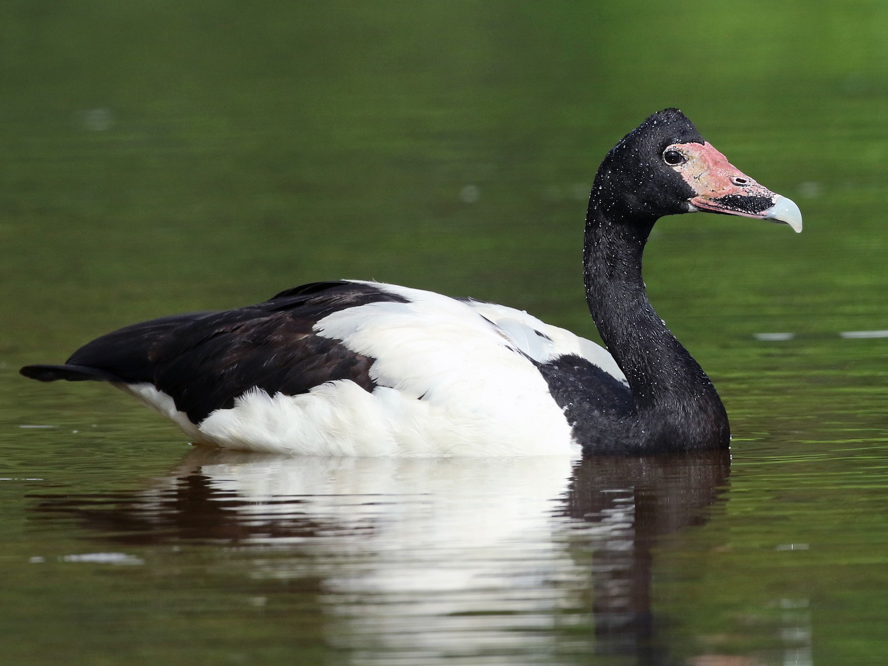 magpie-goose-ebird-australia