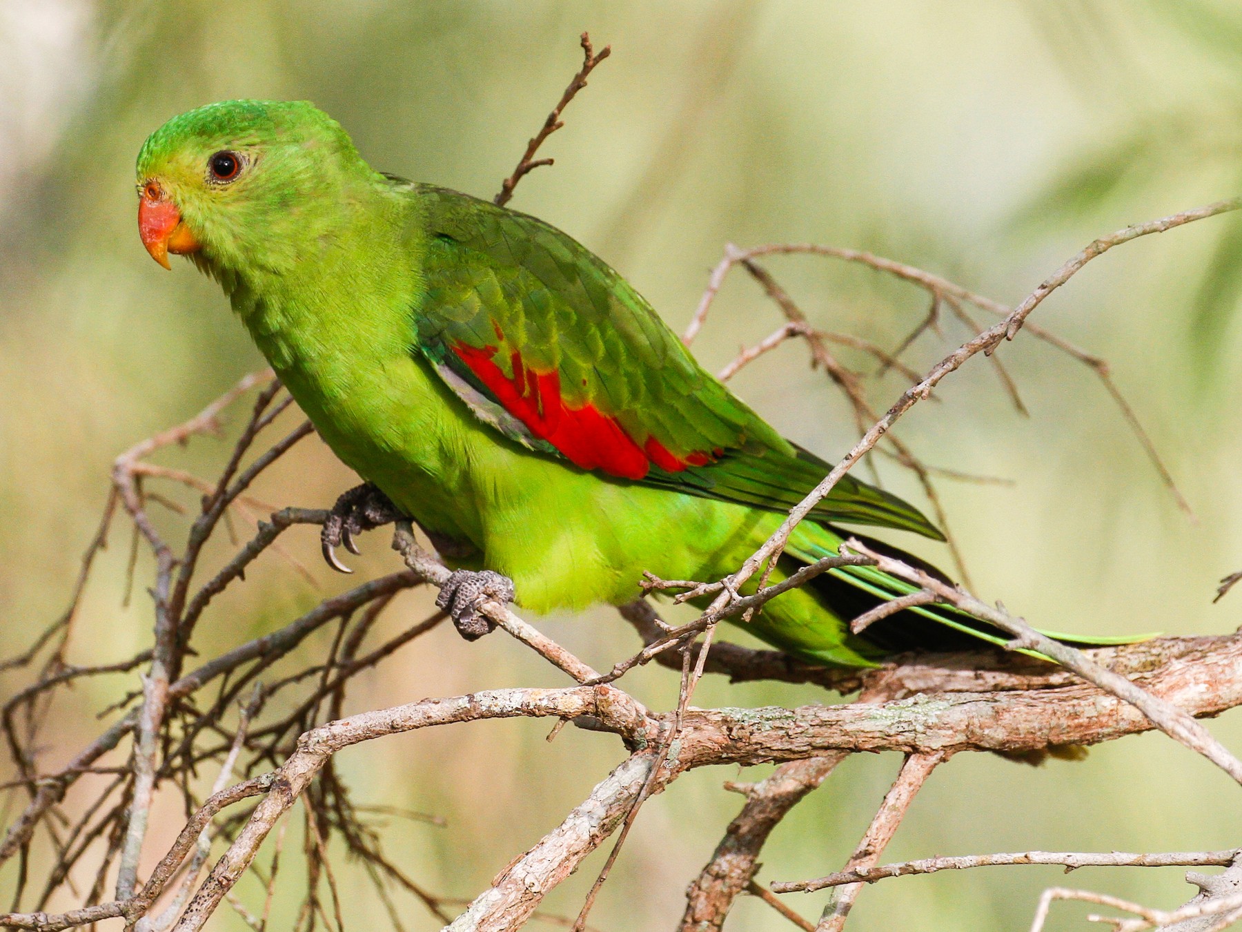 Red-winged Parrot - eBird Australia