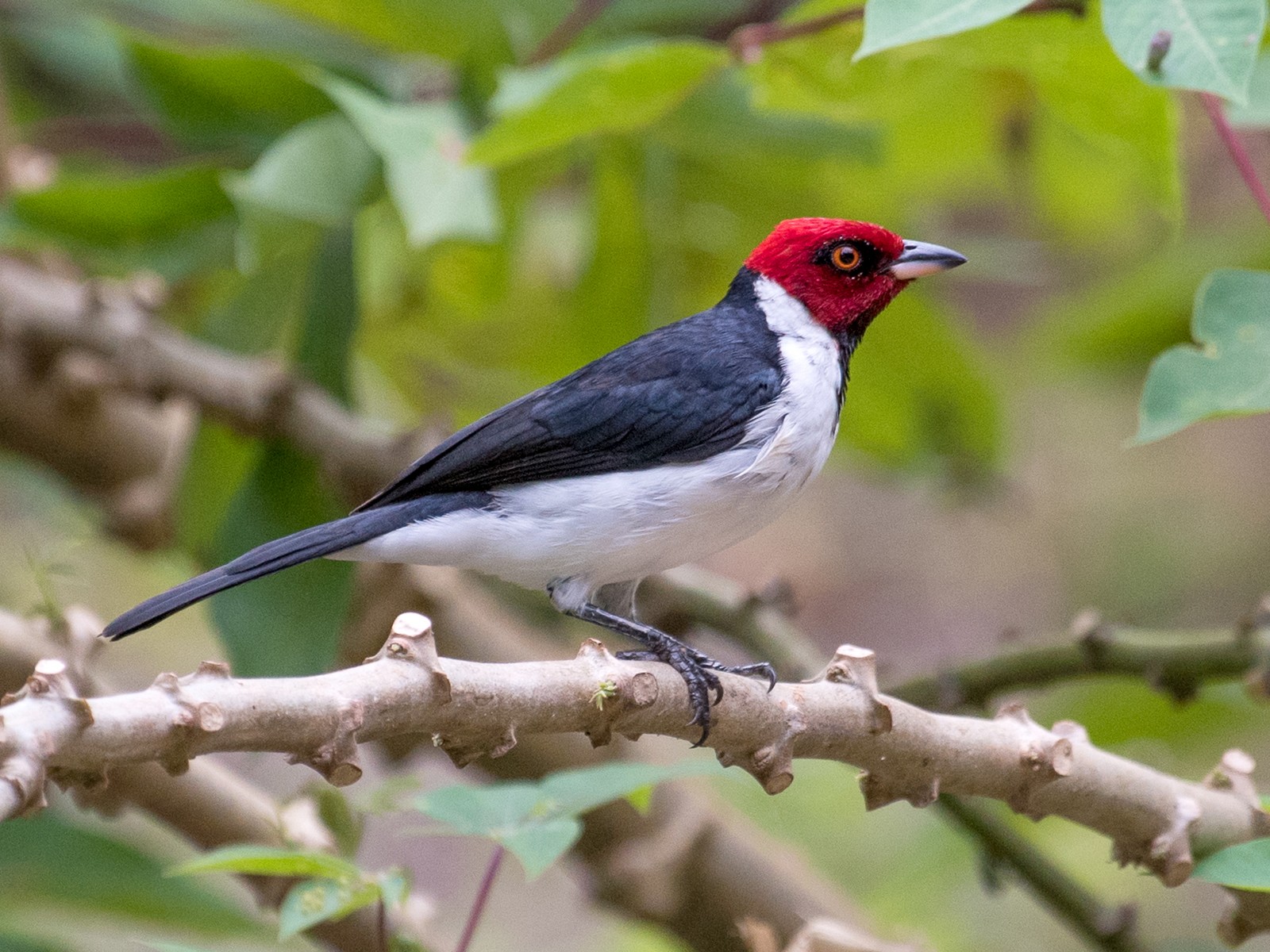 Red-capped Cardinal - eBird