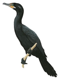 Neotropic Cormorant