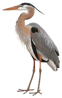 Great Blue Heron