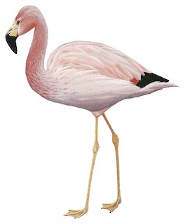 Andean Flamingo