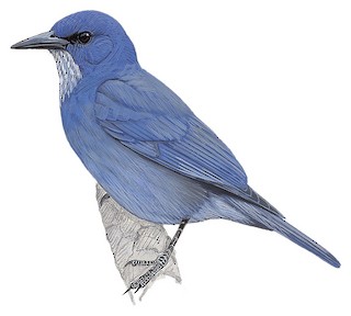 Pinyon Jay