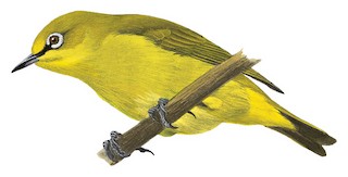 Sangkar White-eye