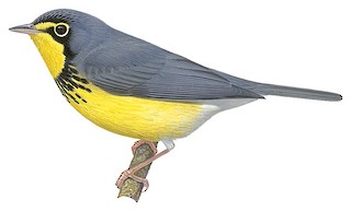 Canada Warbler
