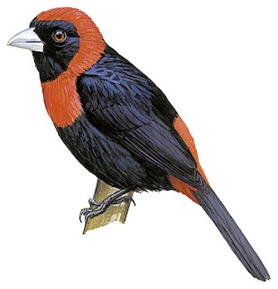 Crimson-collared Tanager