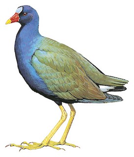 Purple Gallinule