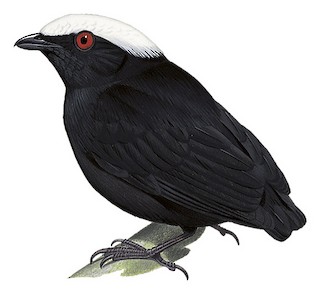 White-crowned Manakin