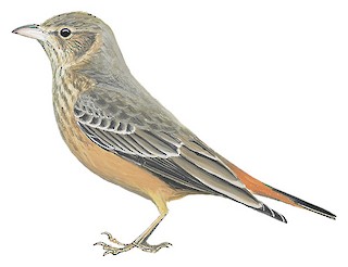 Rufous-tailed Lark