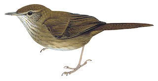 Barratt's Warbler