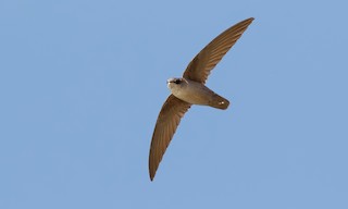  - Vaux's Swift