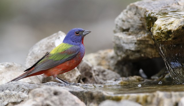 Painted Bunting