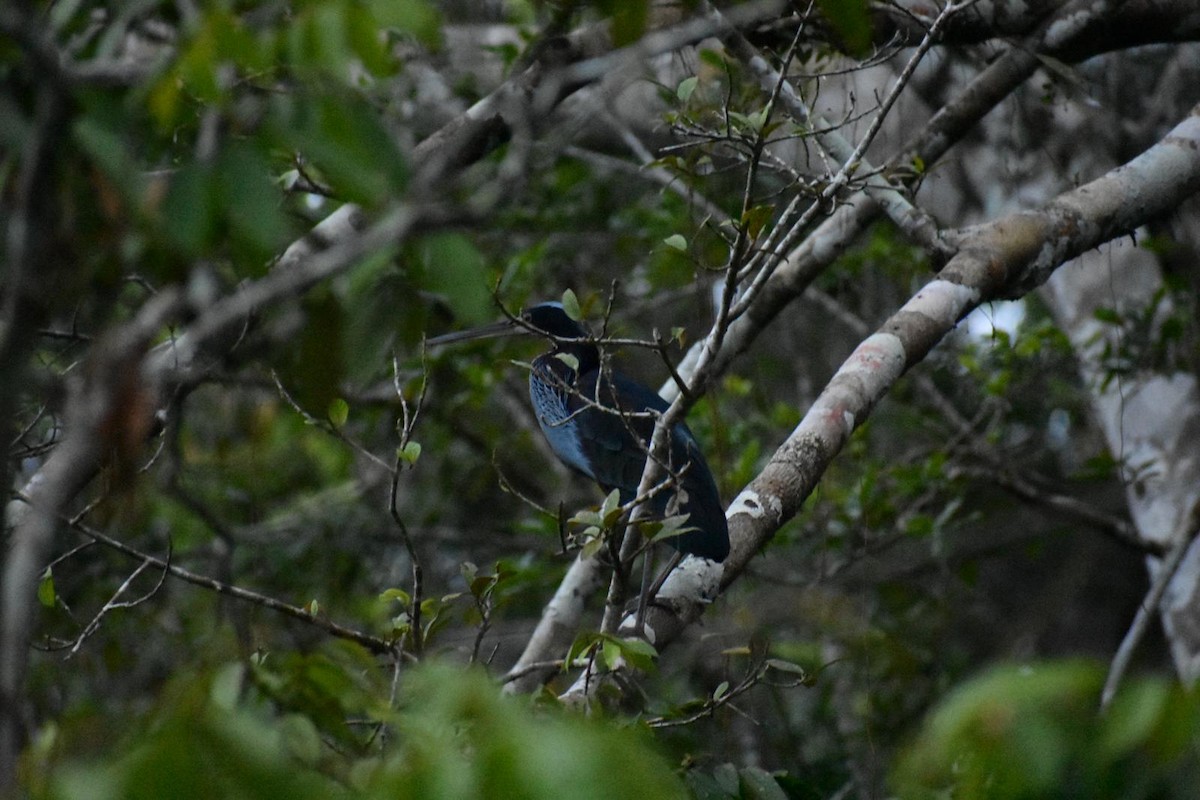 Ebird Checklist 8 Jul 2019 Reserva Biologica Limoncocha 12