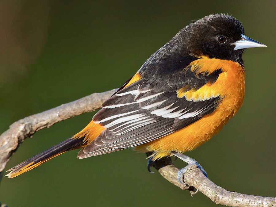 Baltimore Oriole - eBird