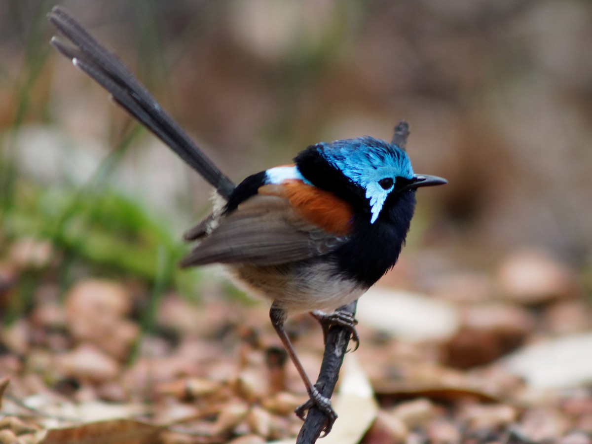 https://test.cdn.download.ams.birds.cornell.edu/api/v1/asset/173419141/1200