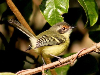 Rufous-lored Tyrannulet - Phylloscartes flaviventris - Birds of the World