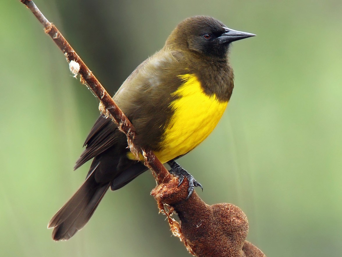 コヌマムクドリモドキ Ebird