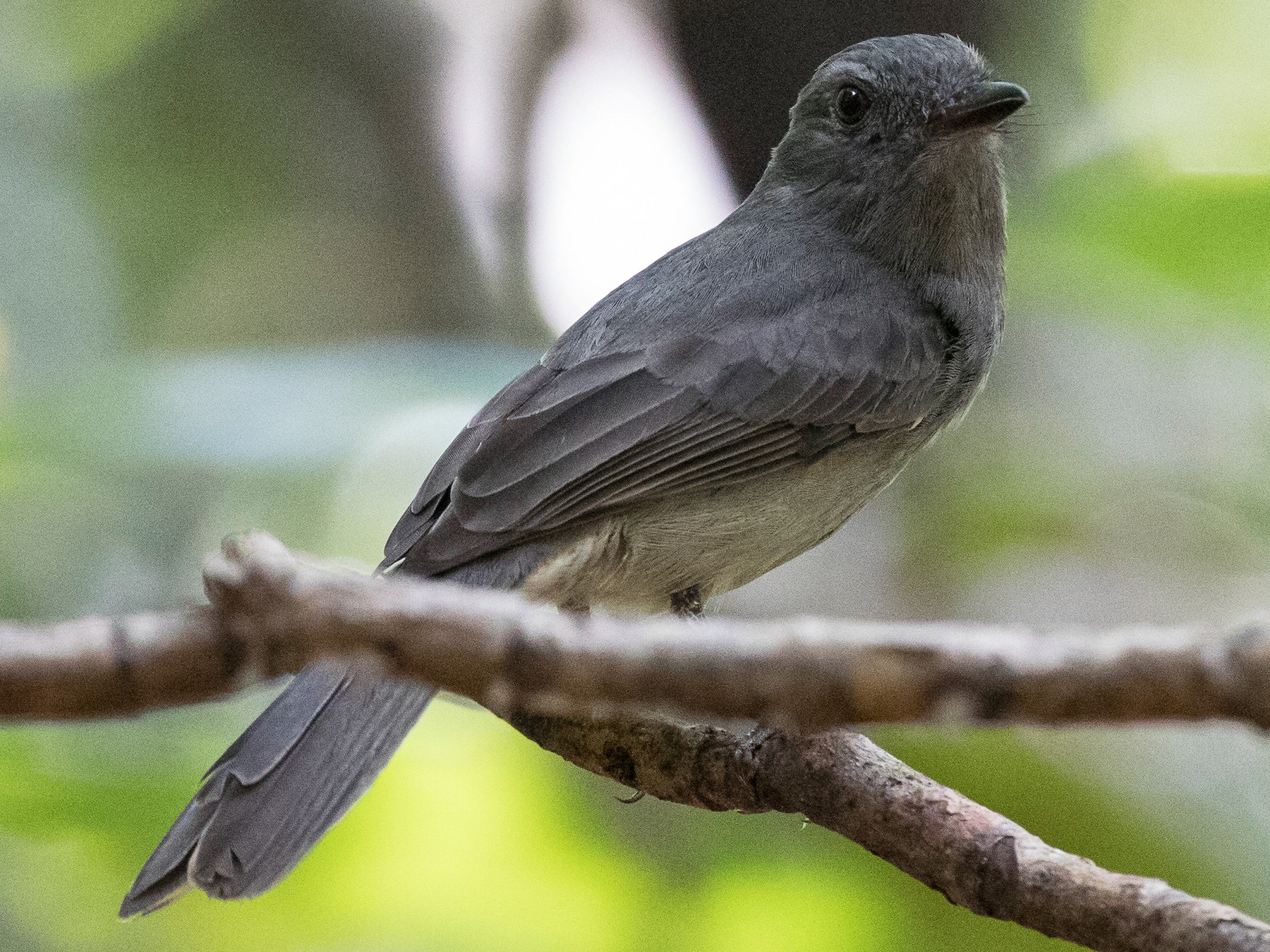 Pale-bellied Mourner - eBird