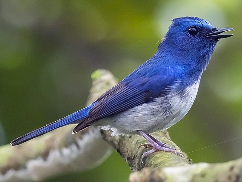blue flycatcher