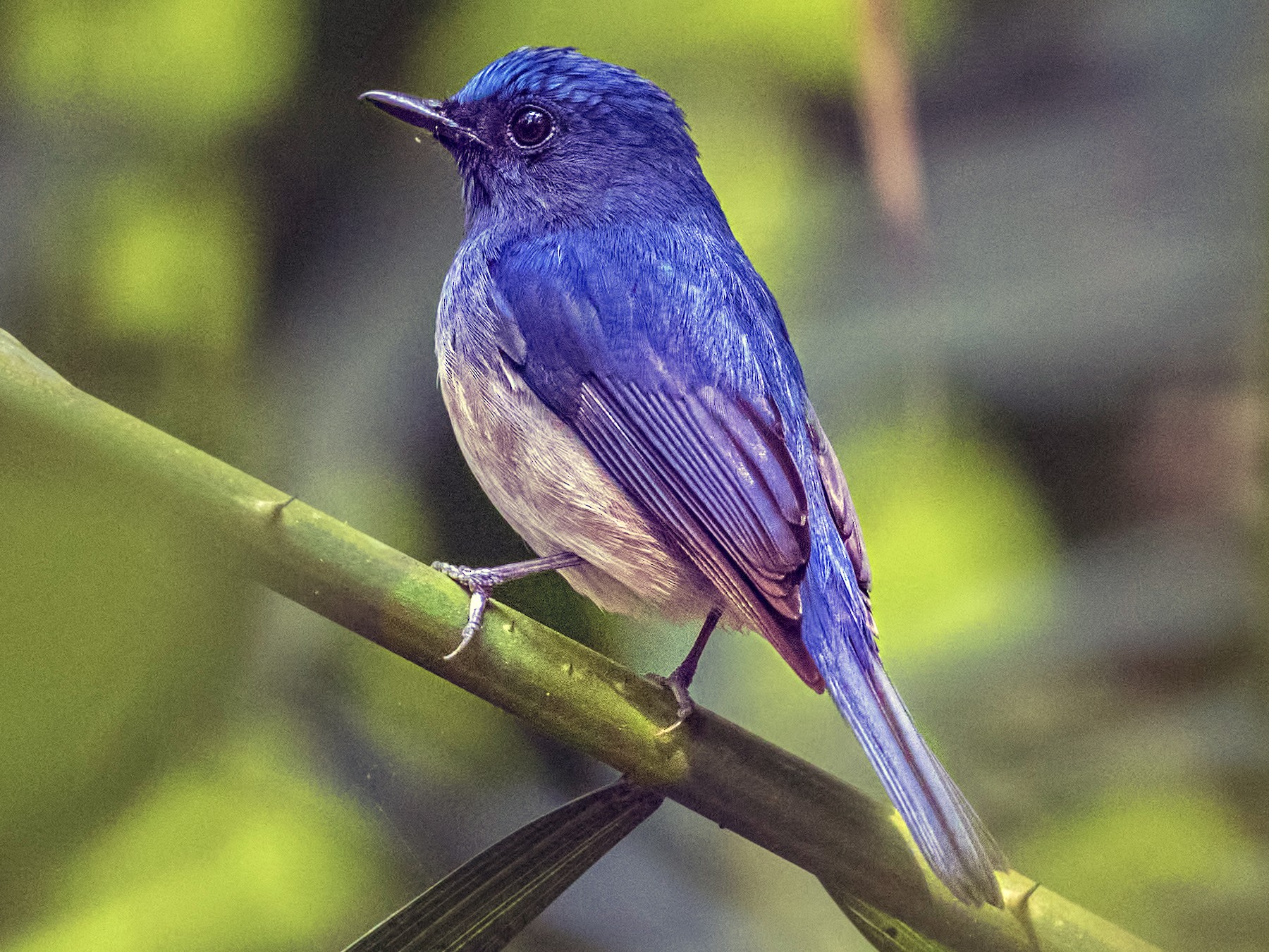 blue flycatcher