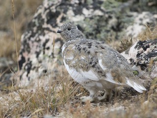  - White-tailed Ptarmigan