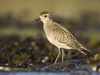 American Golden-Plover - Pluvialis dominica - Birds of the World