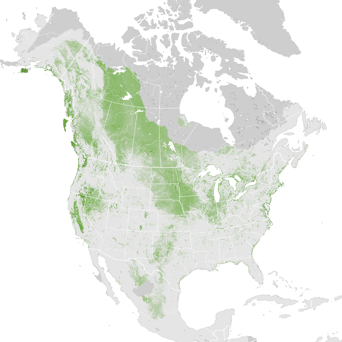 Bufflehead - Abundance map: Pre-breeding migration - eBird Status and ...