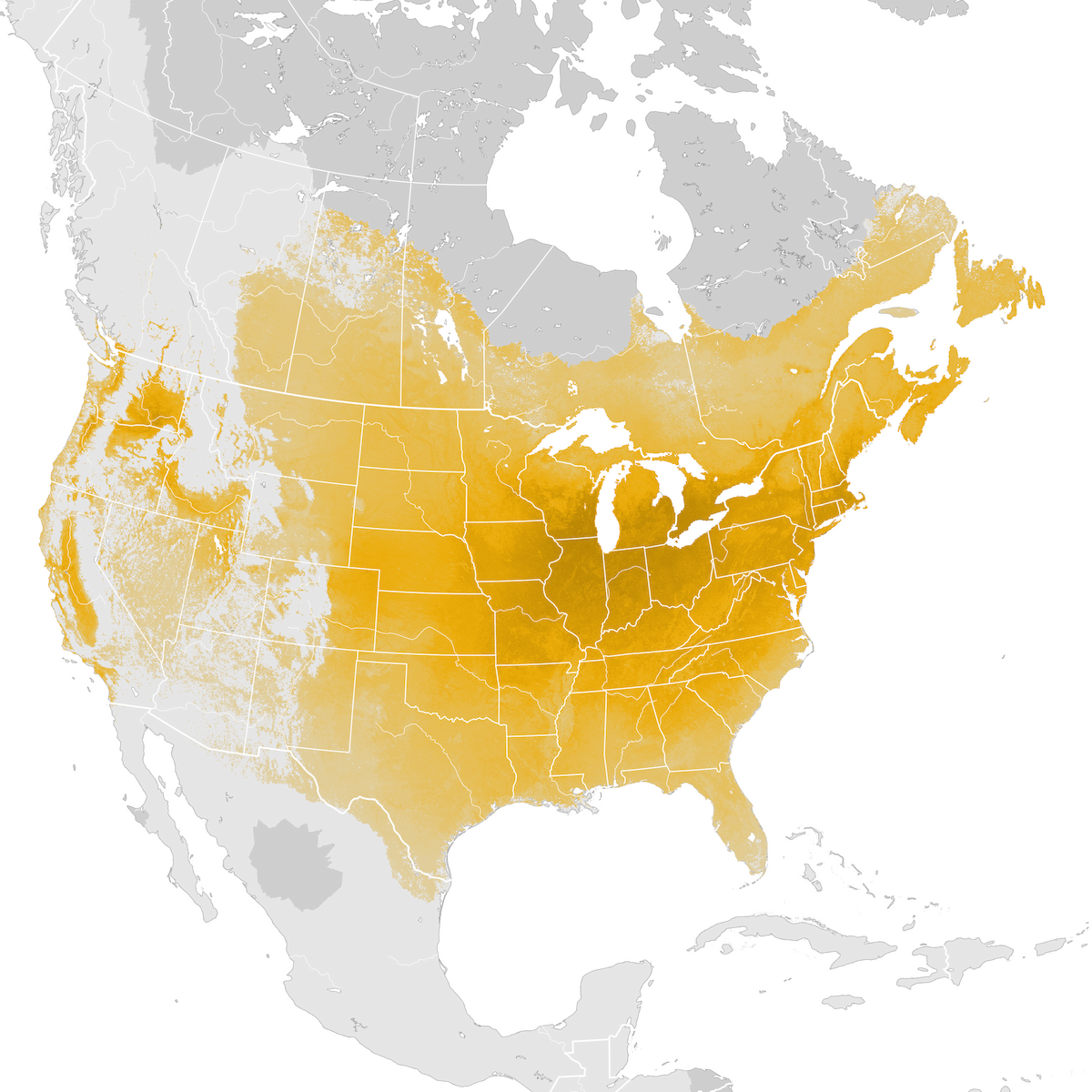 American Goldfinch - Abundance map: Post-breeding migration - eBird
