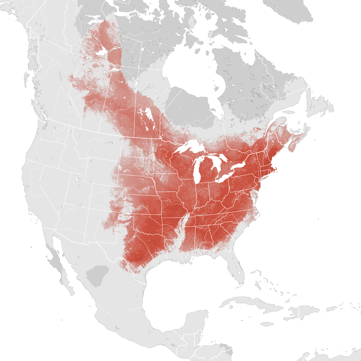 Eastern Phoebe Abundance Map Breeding Ebird Status And Trends