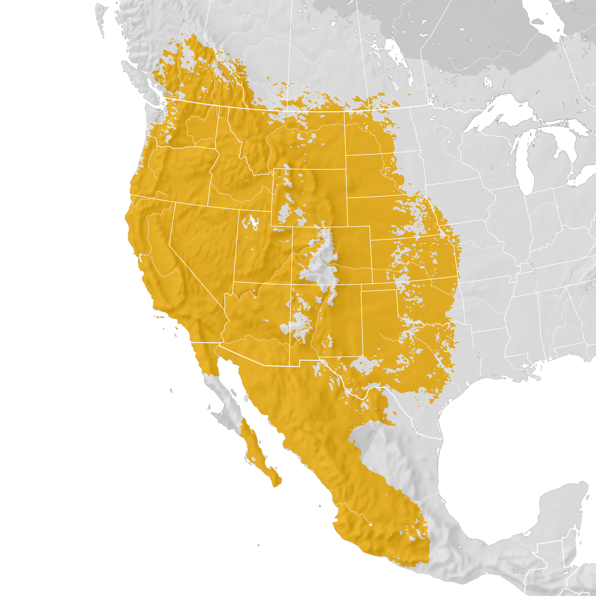 Lazuli Bunting - Range map: Pre-breeding migration - eBird Status and ...