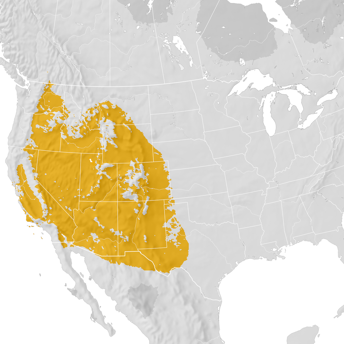 Sage Thrasher - Range Map: Post-breeding Migration - EBird Status And ...