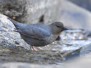  - American Dipper