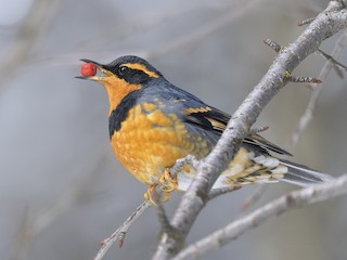 - Varied Thrush