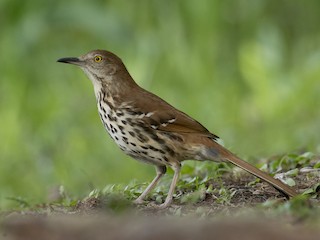 Brown Thrasher - Toxostoma rufum - Birds of the World