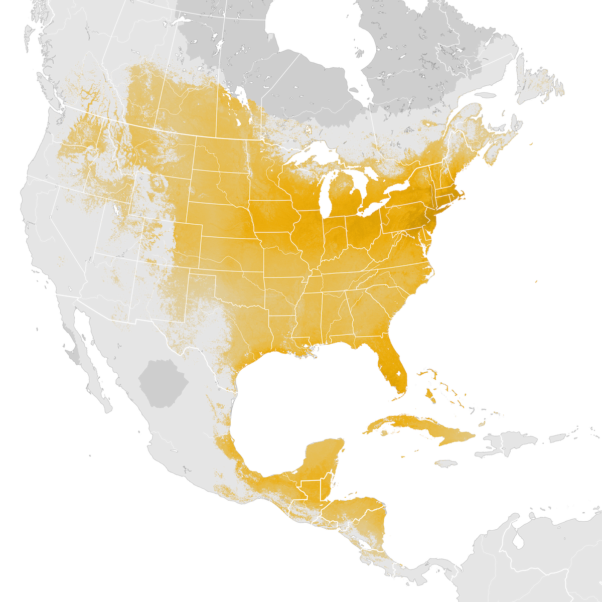 Gray Catbird Abundance map Prebreeding migration eBird Status and