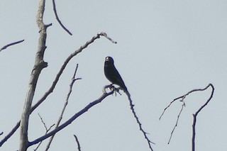 Cameroon Indigobird - Vidua camerunensis - Birds of the World