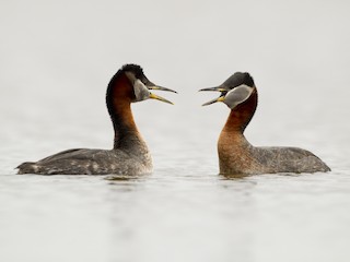  - Red-necked Grebe