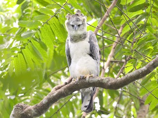 Harpy Eagle - Harpia harpyja - Birds of the World