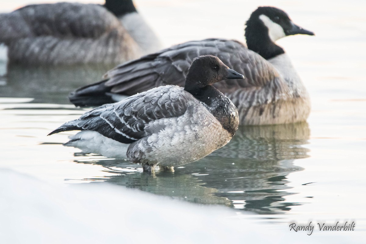 eBird Checklist - 19 Dec 2019 - 1750 Sylvan Nook Drive ...