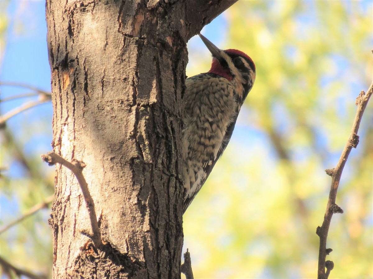 eBird Checklist 6 Jan 2020 De Anza TrailCarmen (Clark Crossing Rd