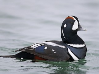  - Harlequin Duck