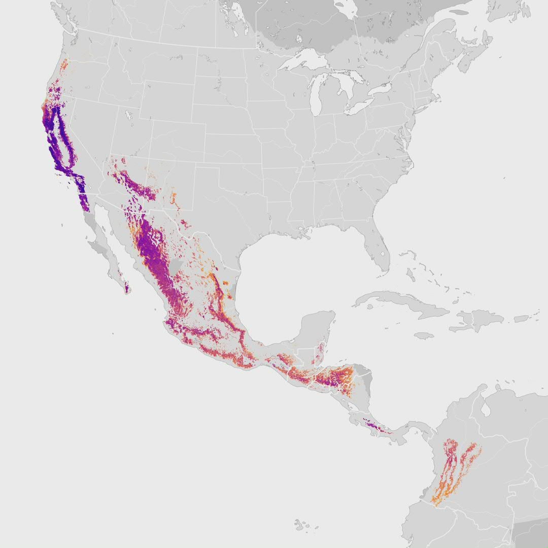 Acorn Woodpecker - Abundance Animation - EBird Status And Trends