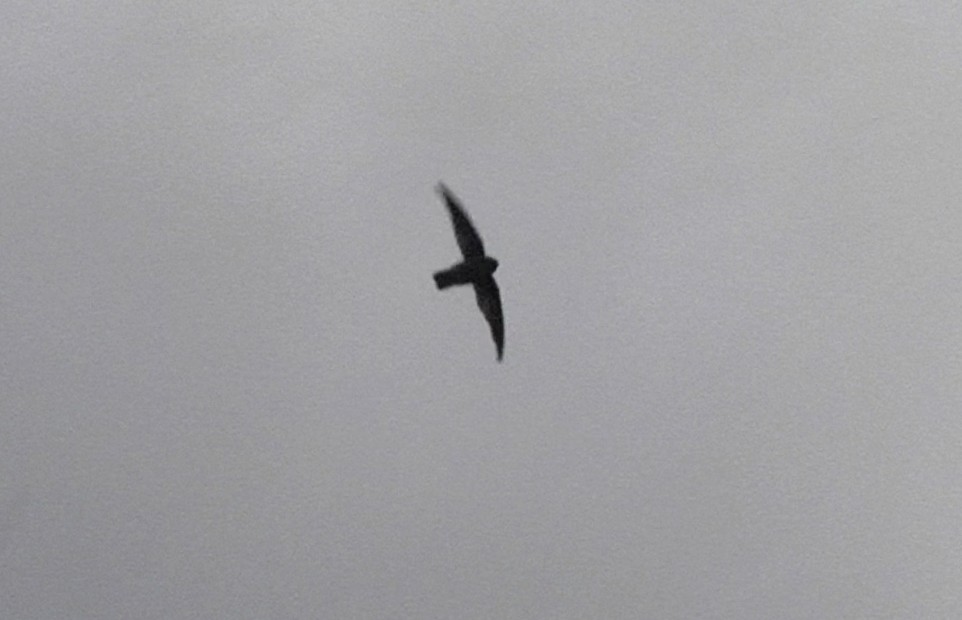 Marquesan Swiftlet - Ebird