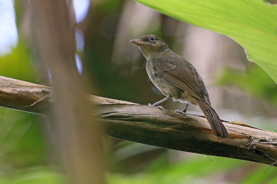 Sangihe Whistler - eBird